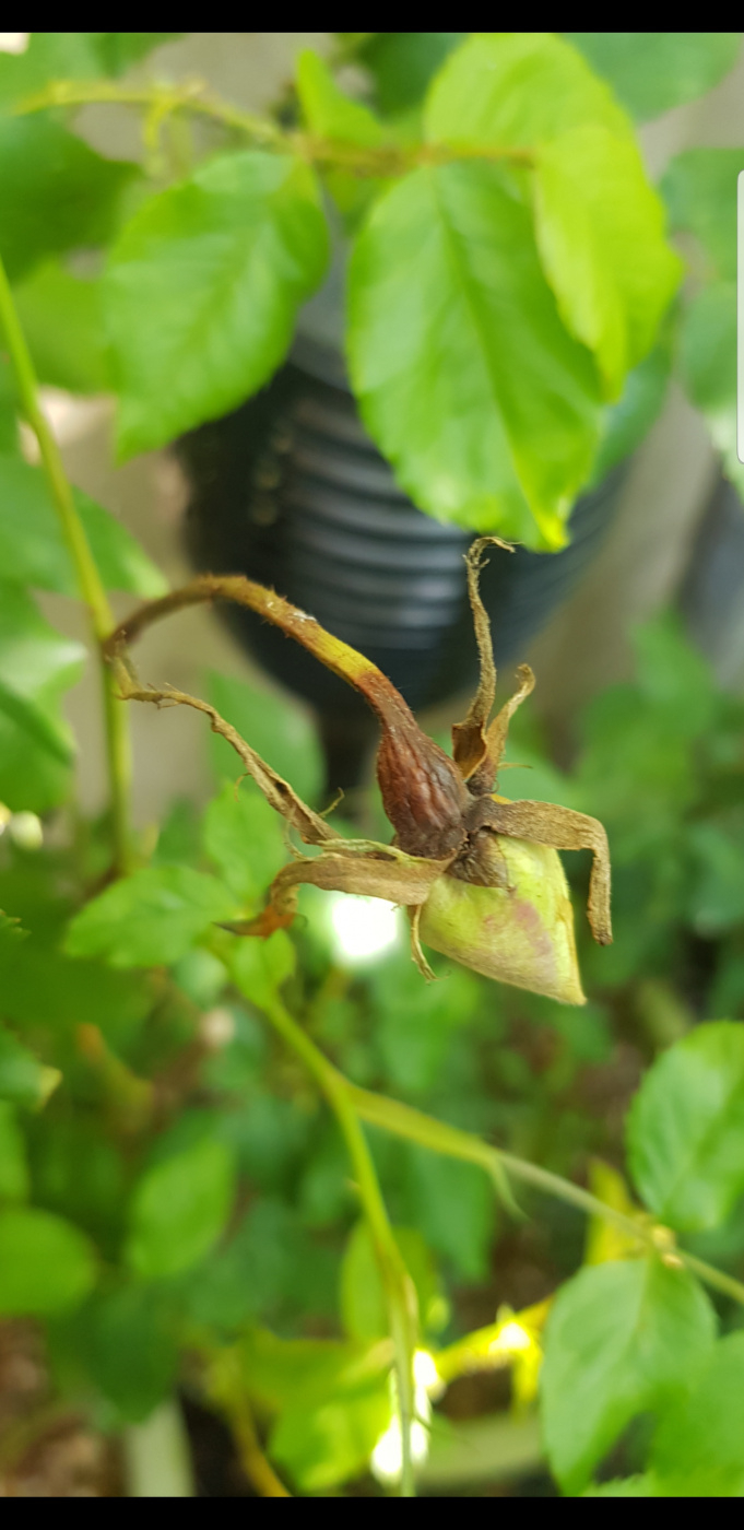 Why are these rose buds dying? — BBC Gardeners' World Magazine
