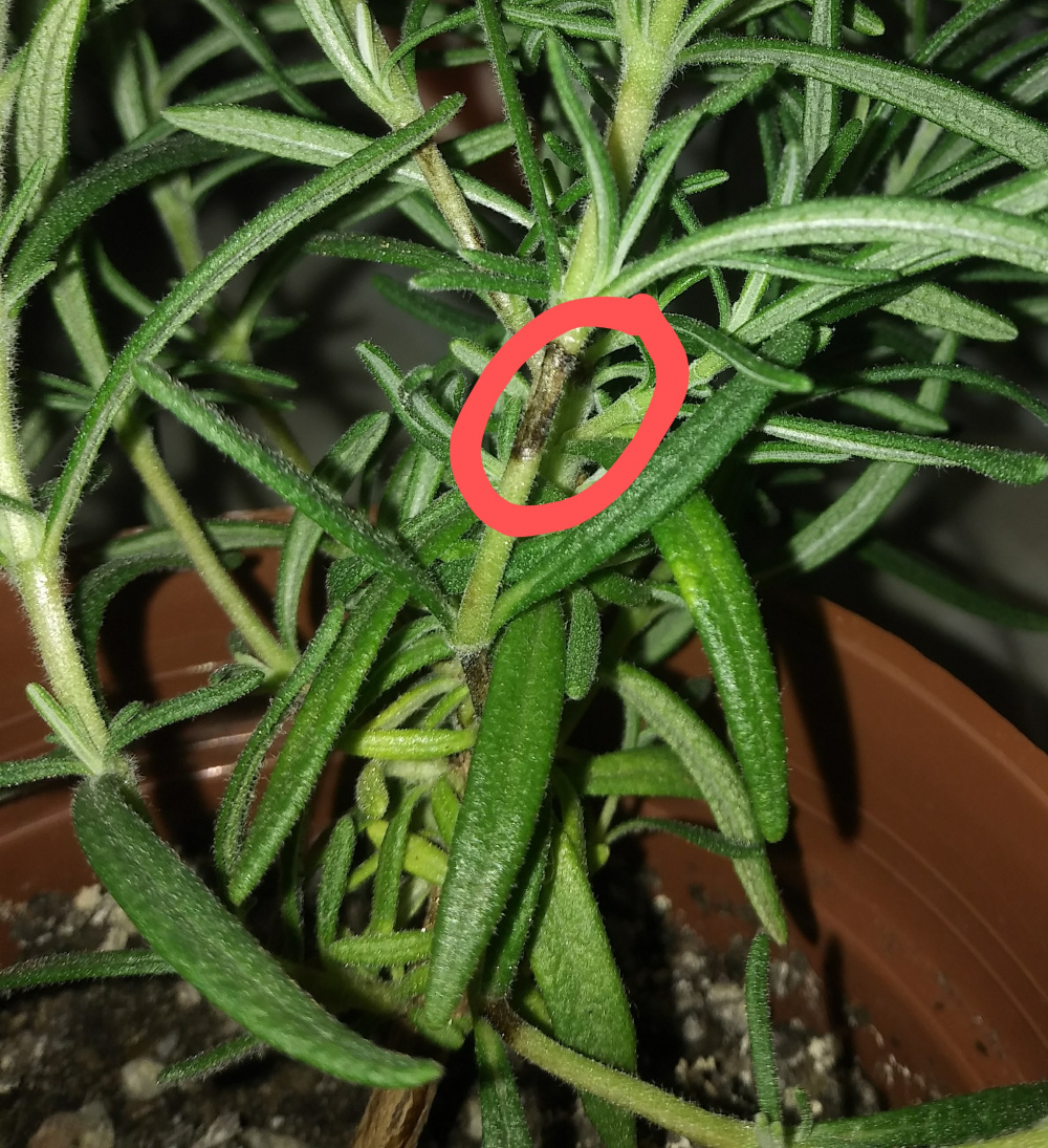 Brown spots on rosemary stems? — BBC Gardeners' World Magazine