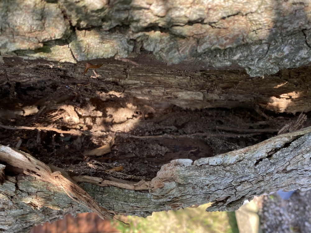 Bugs destroying willow tree — BBC Gardeners' World Magazine