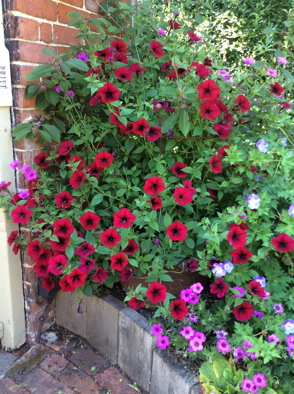 Tidal Wave Red Velour Petunia, 43% OFF