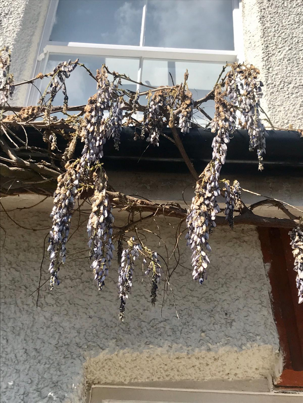 Help! Established Wisteria looking limp, brown and decidedly dead