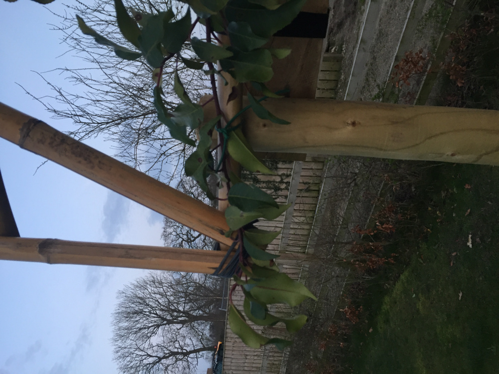 Portuguese Laurel pleached tree problem! — BBC Gardeners