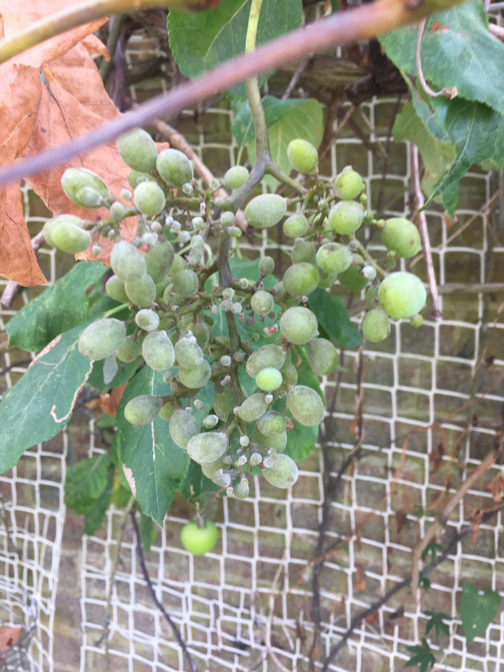 My seedless grape plant has suddenly started shedding all its leaves,which are turning yellow