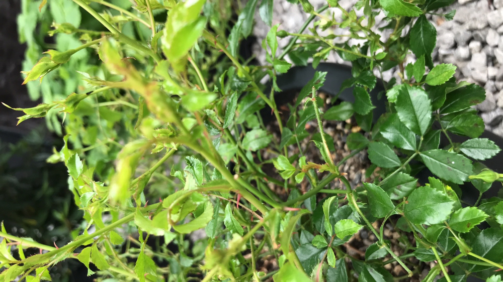 Mini rose buds falling off — BBC Gardeners' World Magazine