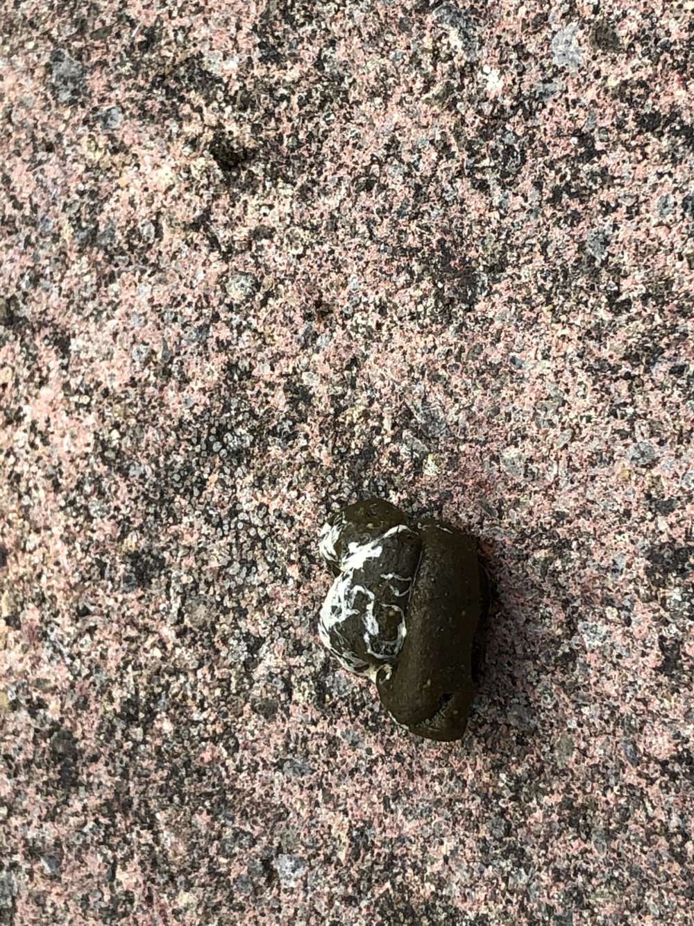 Animal Poop in my garden. — BBC Gardeners' World Magazine