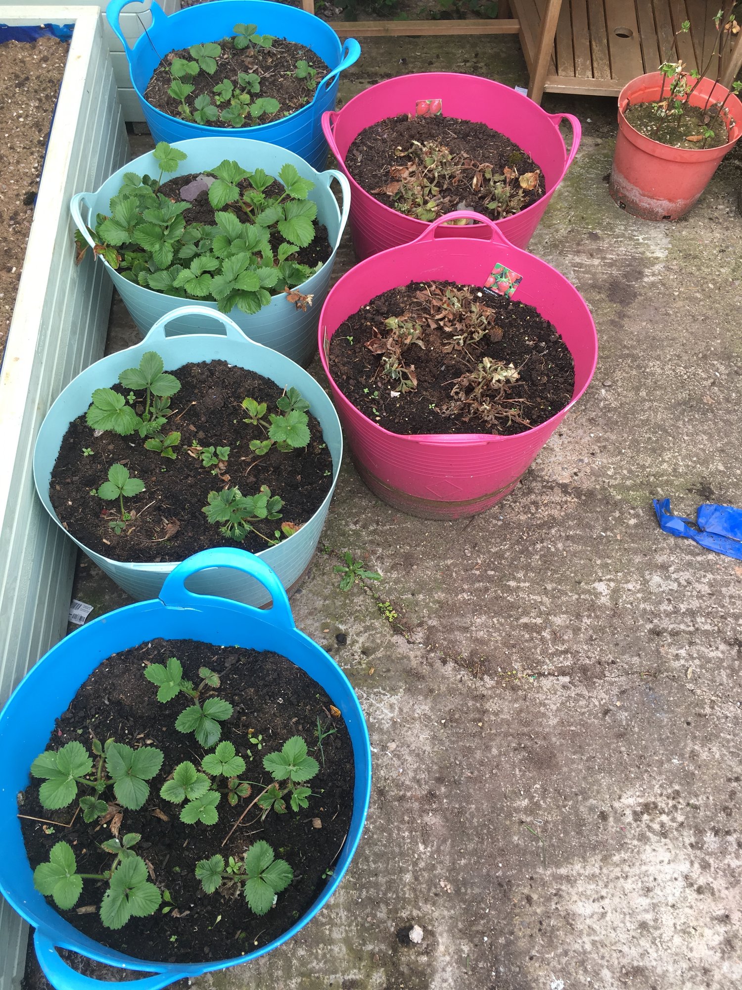 Last years strawberries dead, too many runners? — BBC Gardeners' World