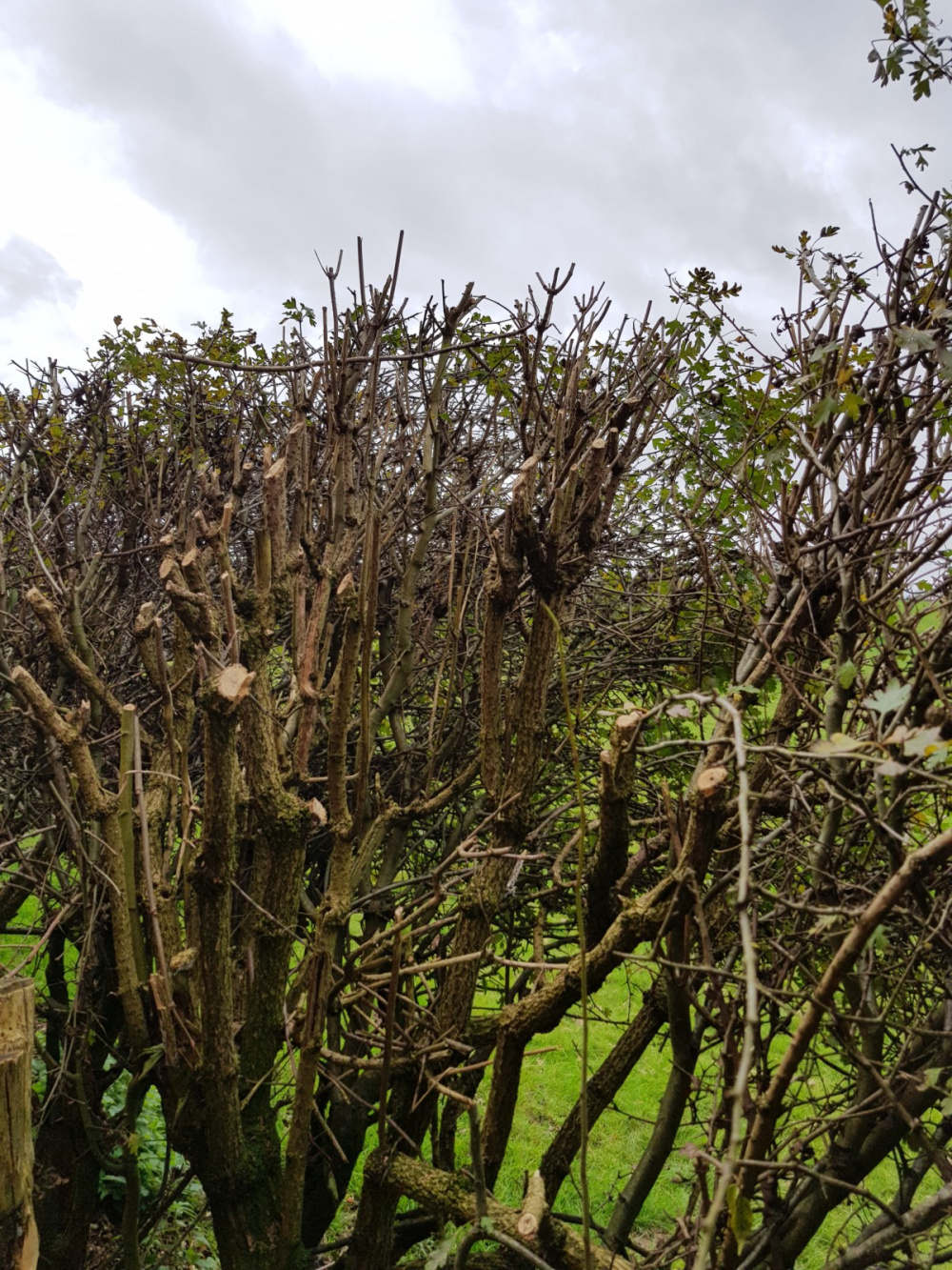 Elderberry pruning — BBC Gardeners' World Magazine