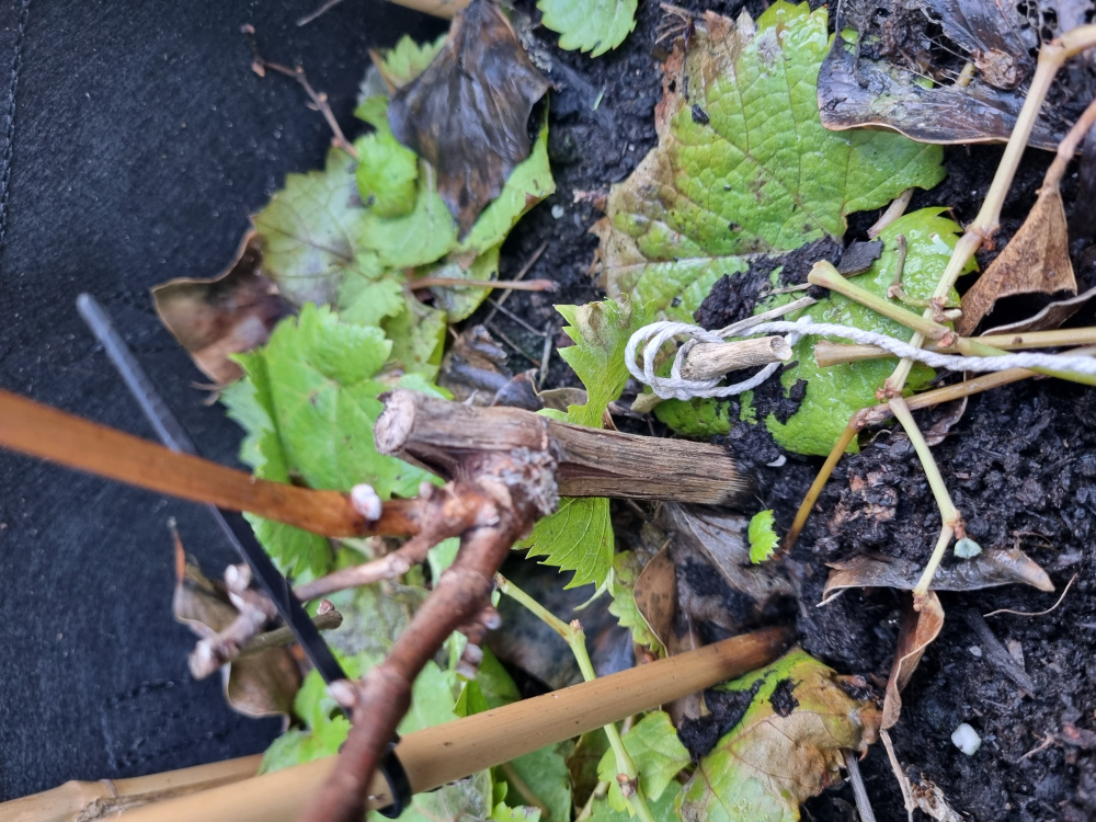 How to prune grape vine — BBC Gardeners' World Magazine