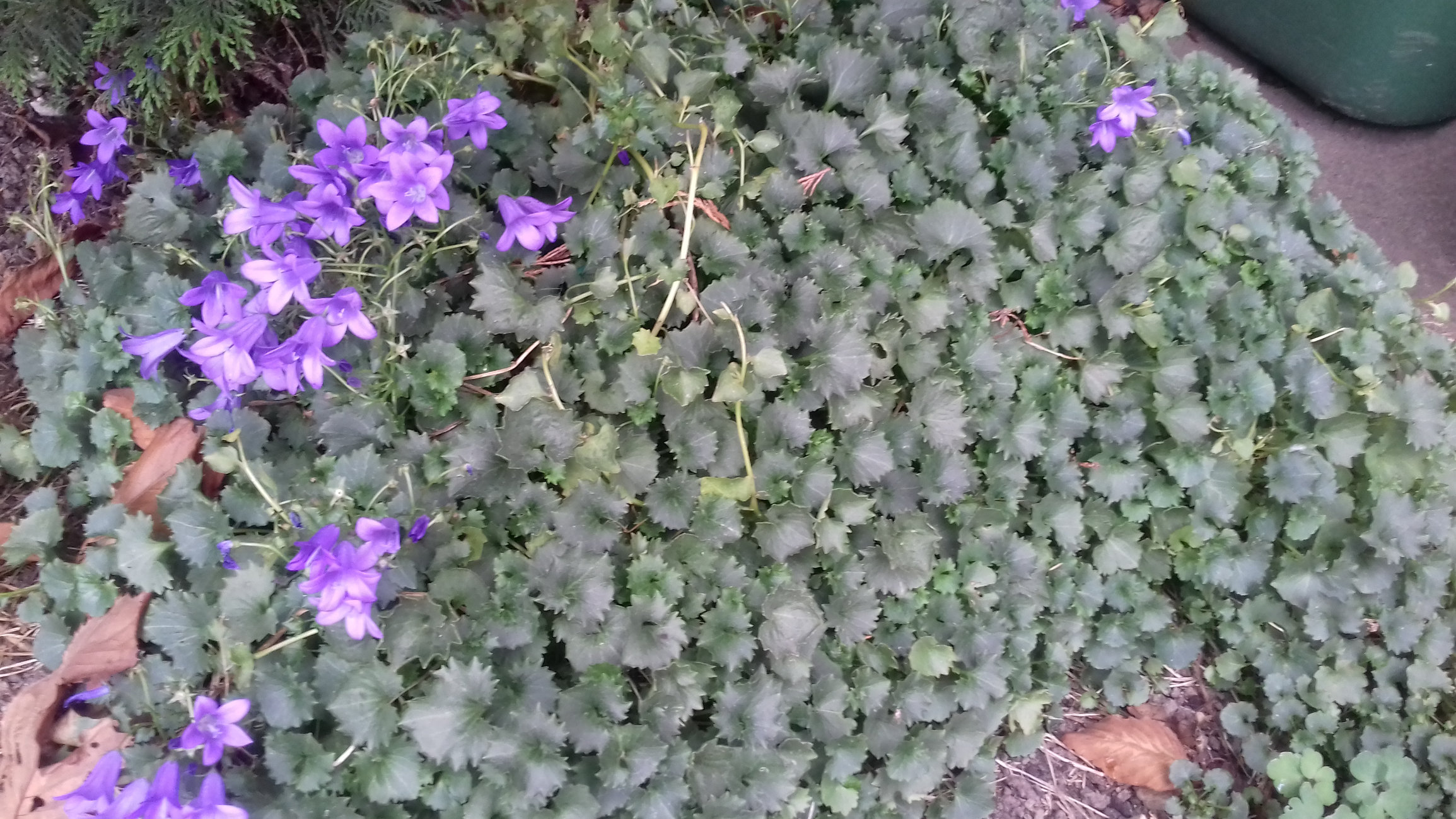 Identify some ground cover plants please... — BBC Gardeners' World Magazine