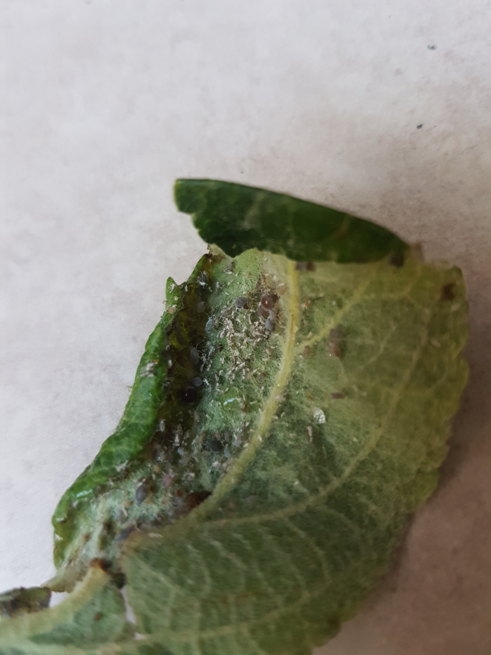 Bugs eating apple tree — BBC Gardeners' World Magazine