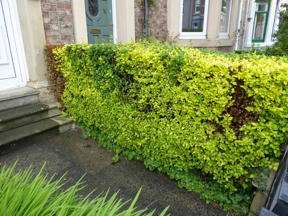 hedge die back — BBC Gardeners' World Magazine