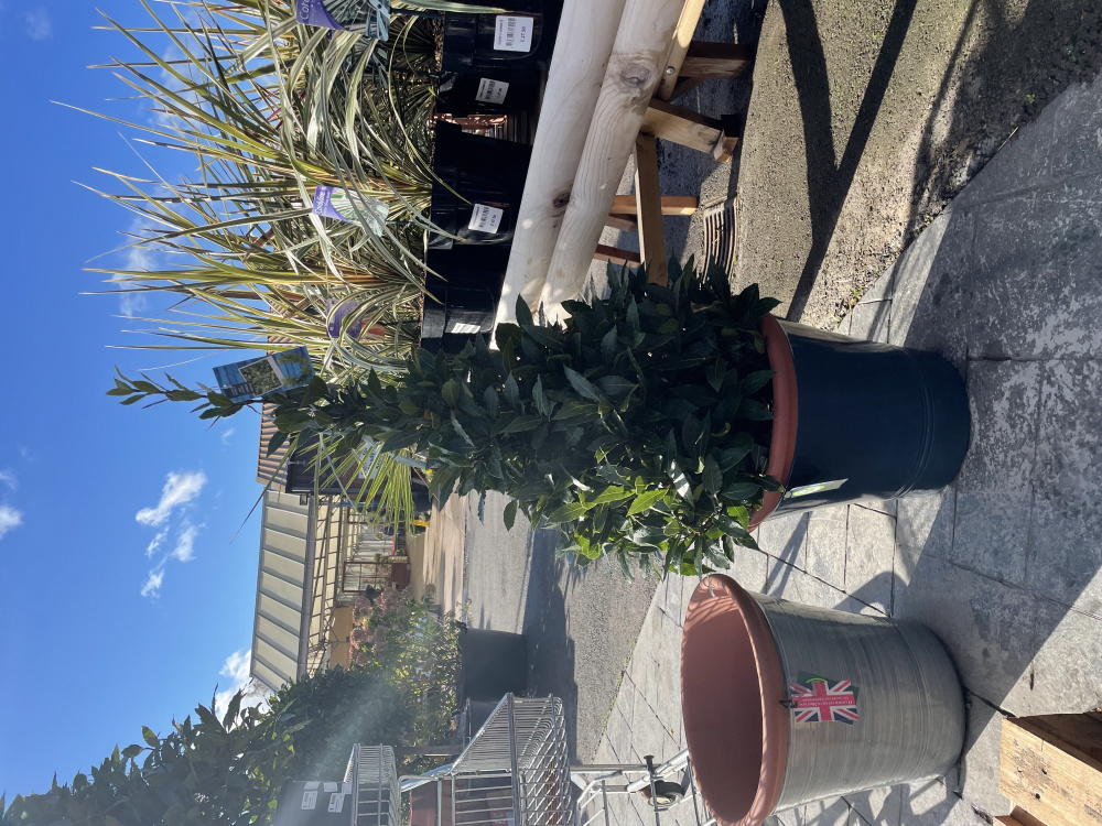 Bay tree problem — BBC Gardeners' World Magazine