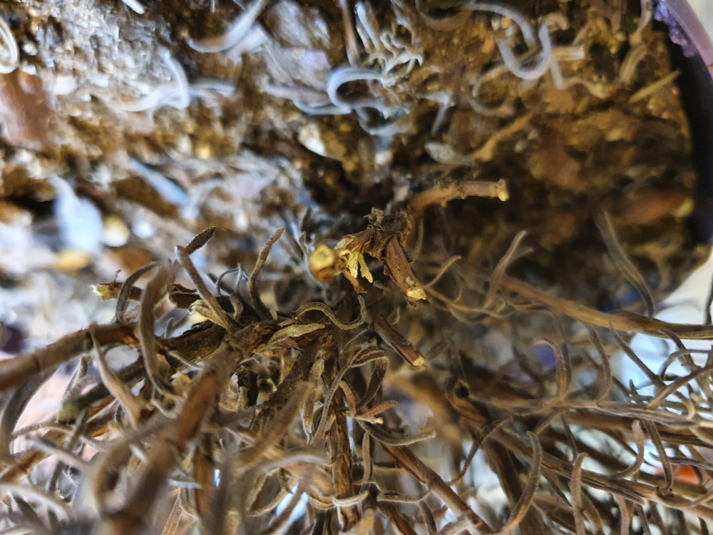 Are these lavender dead? — BBC Gardeners' World Magazine