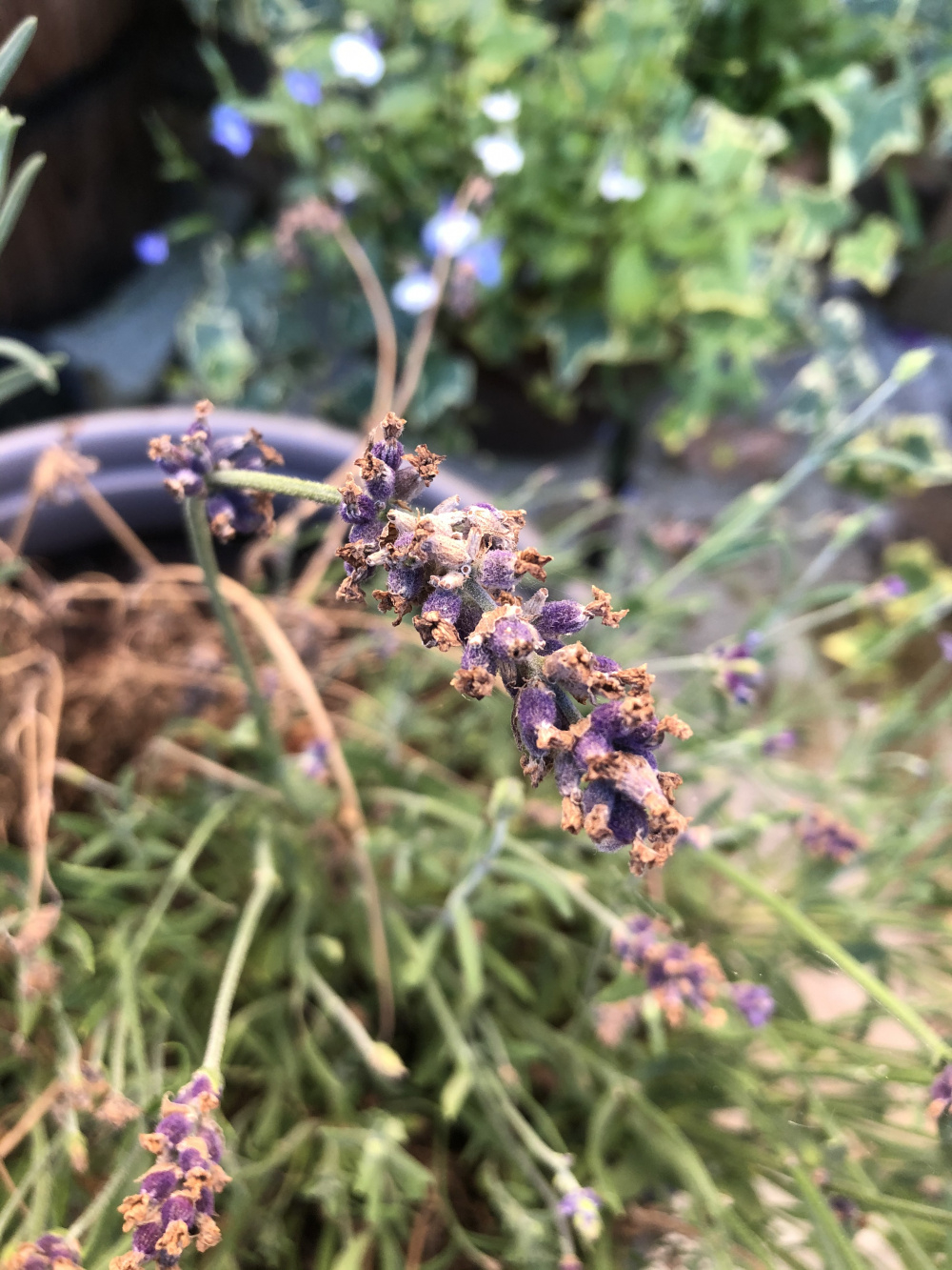 Should I cut this lavender back? — BBC Gardeners' World Magazine