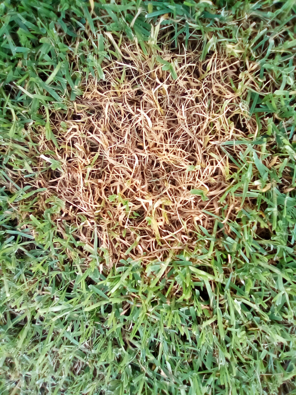 3 week old turf.....should it look like this? — BBC Gardeners' World