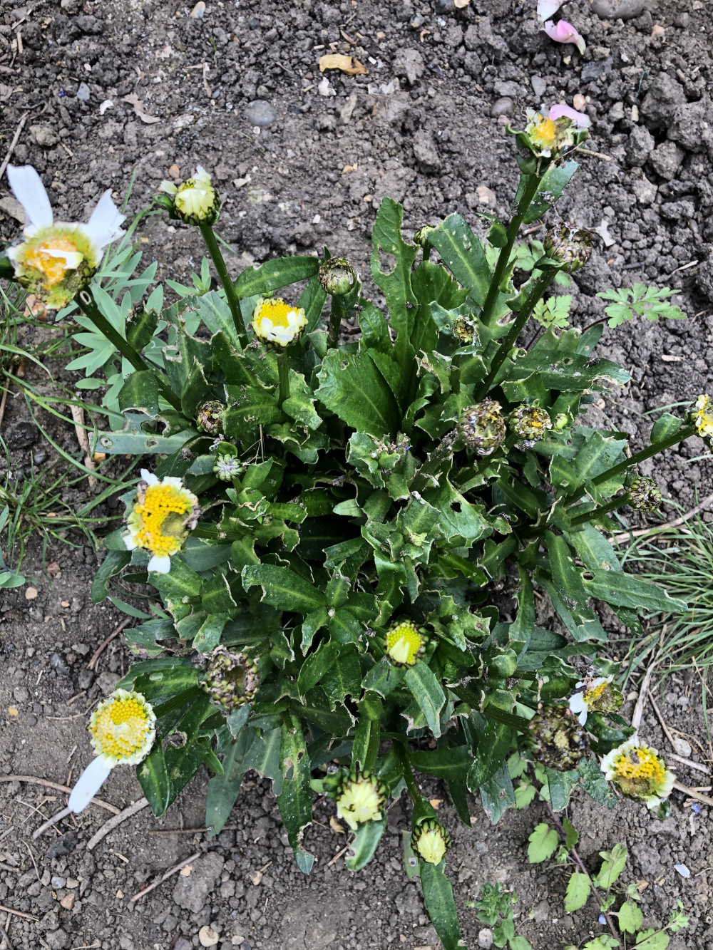 Shasta Daisies and slugs — BBC Gardeners' World Magazine