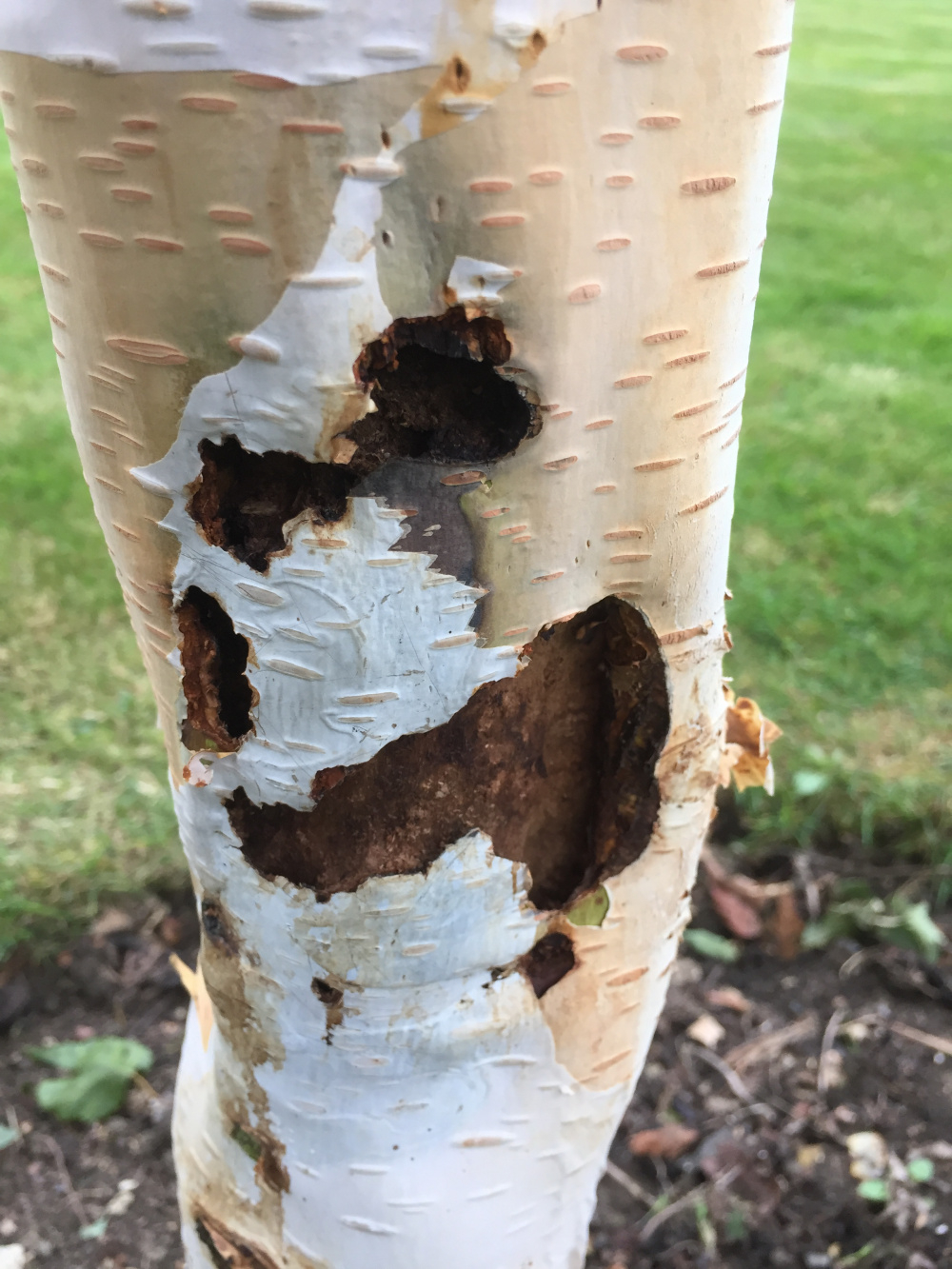Silver Birch holes — BBC Gardeners' World Magazine
