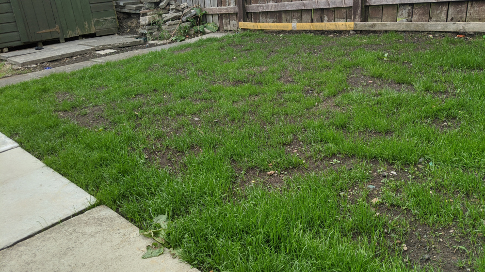 Grass seed not germinating — BBC Gardeners' World Magazine