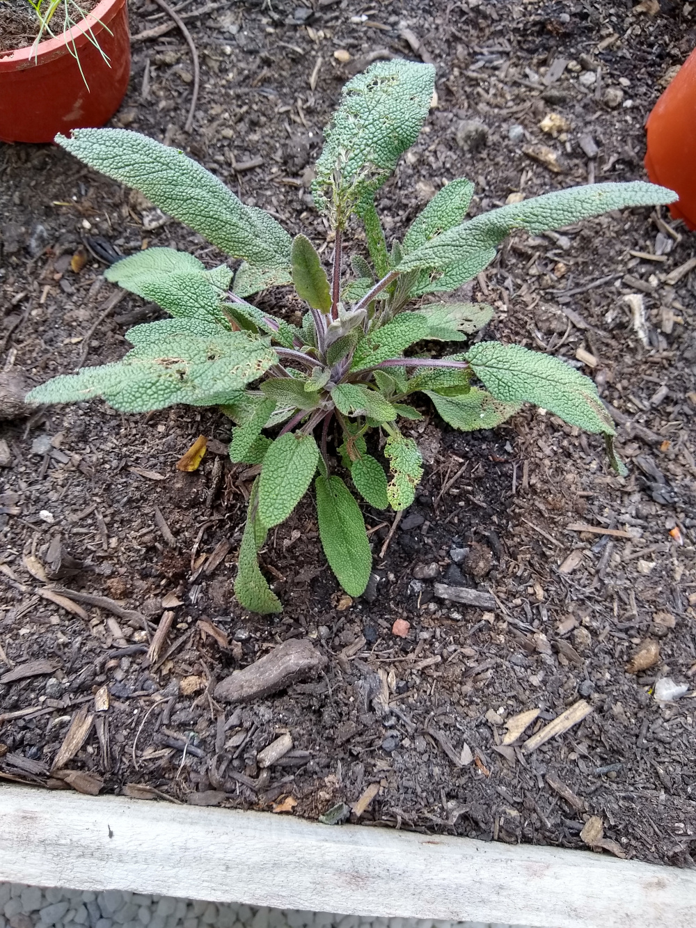 What is only eating my sage? — BBC Gardeners' World Magazine