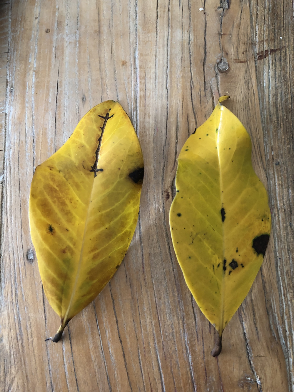 Magnolia grandiflora Gallissoniensis leaves yellowing & falling off — BBC Gardeners