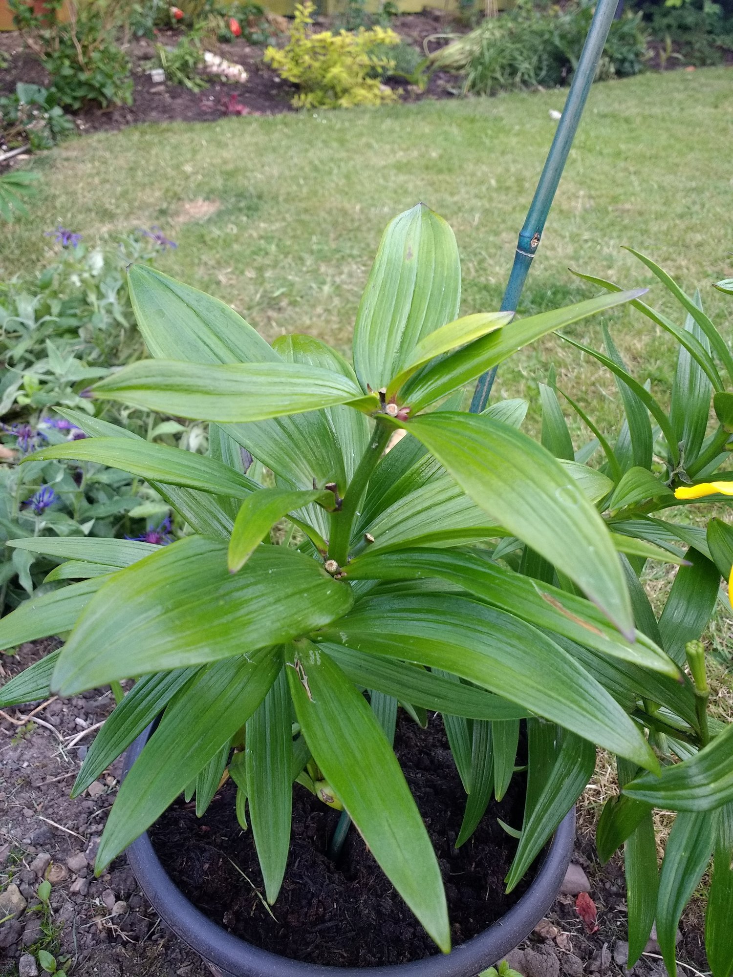 Lillies not flowering. — BBC Gardeners' World Magazine