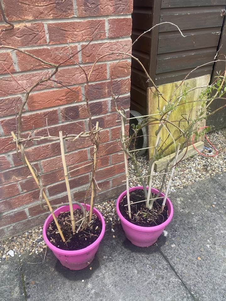 Why is my Wisteria not flowering / not coming back? — BBC Gardeners