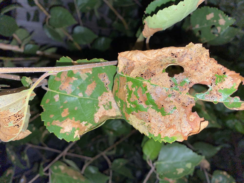 What are these bugs on my beautiful birch? — BBC Gardeners' World Magazine