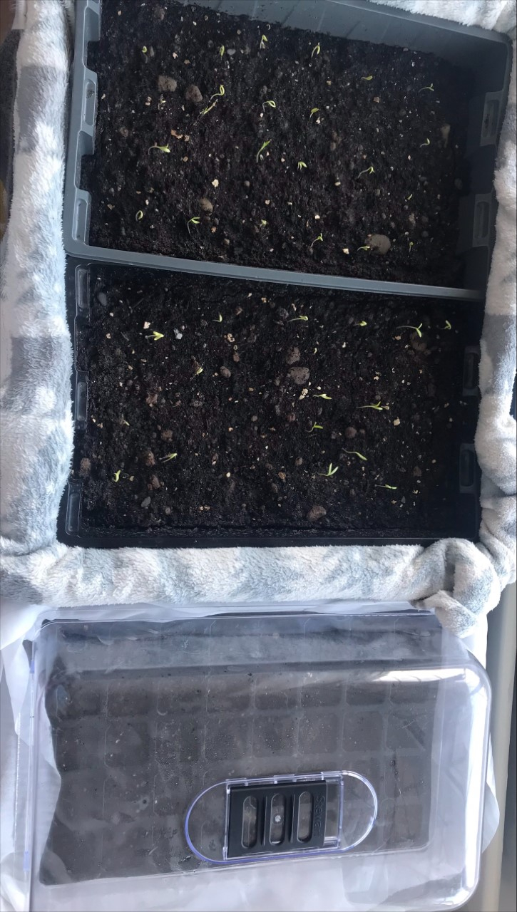 How to keep seedlings / plants warm indoors? — BBC Gardeners' World