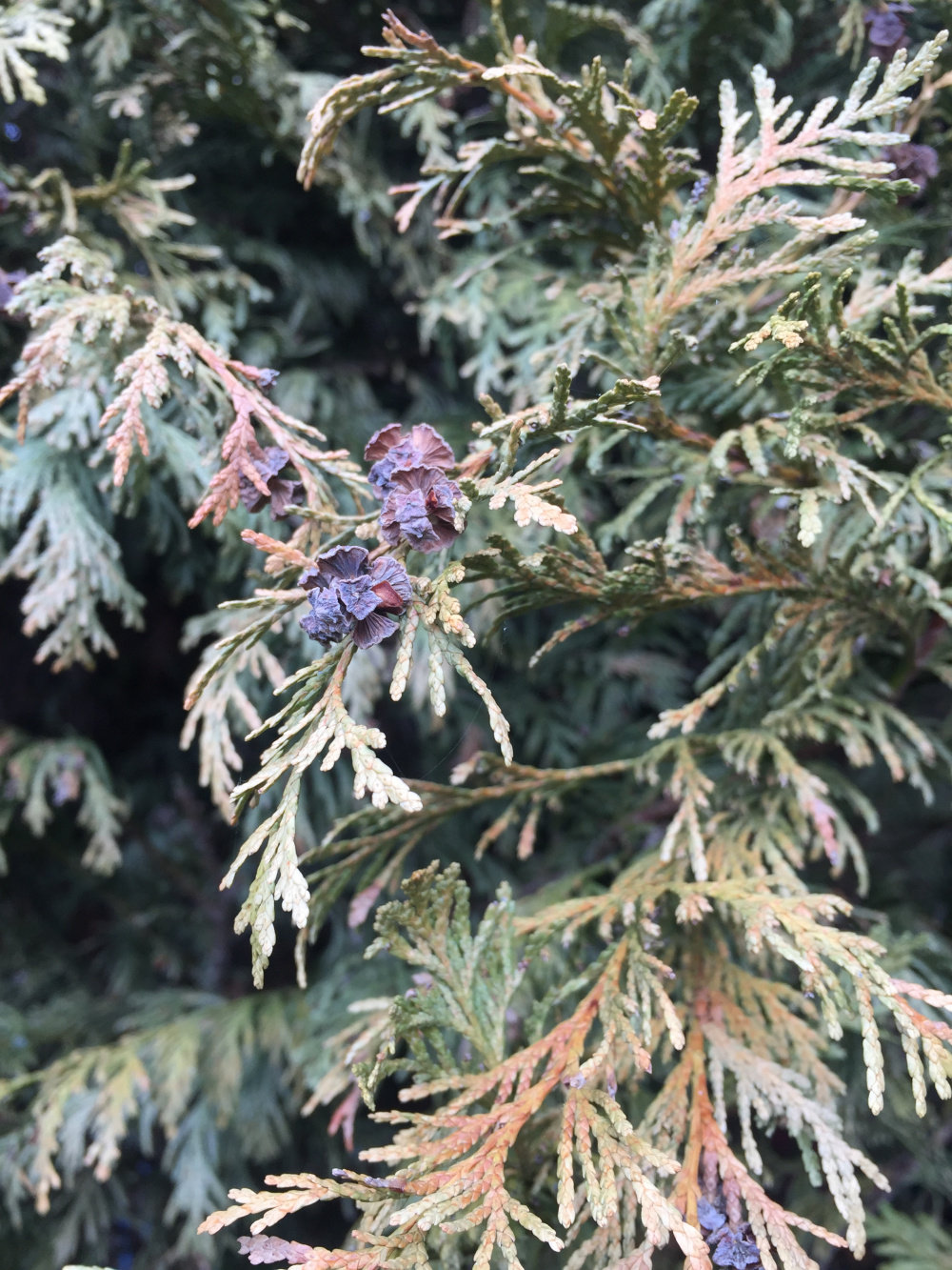 Conifer Dying — BBC Gardeners' World Magazine