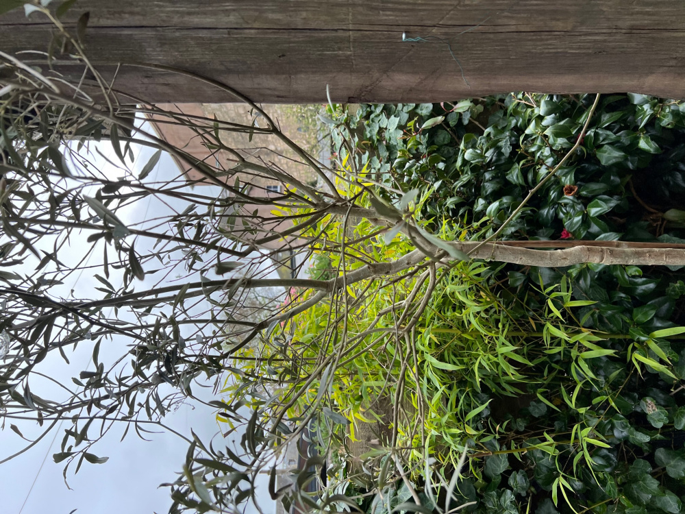 My olive tree is losing all its leaves — BBC Gardeners' World Magazine