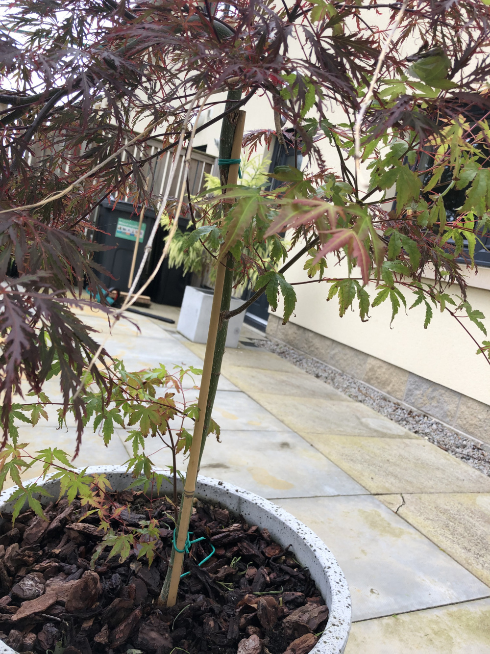 Are the greener leaves normal — BBC Gardeners' World Magazine