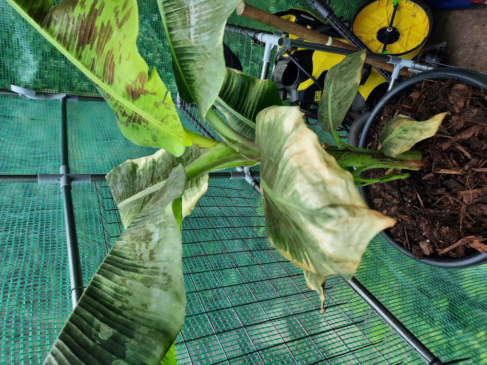 Banana plant wilting — BBC Gardeners' World Magazine