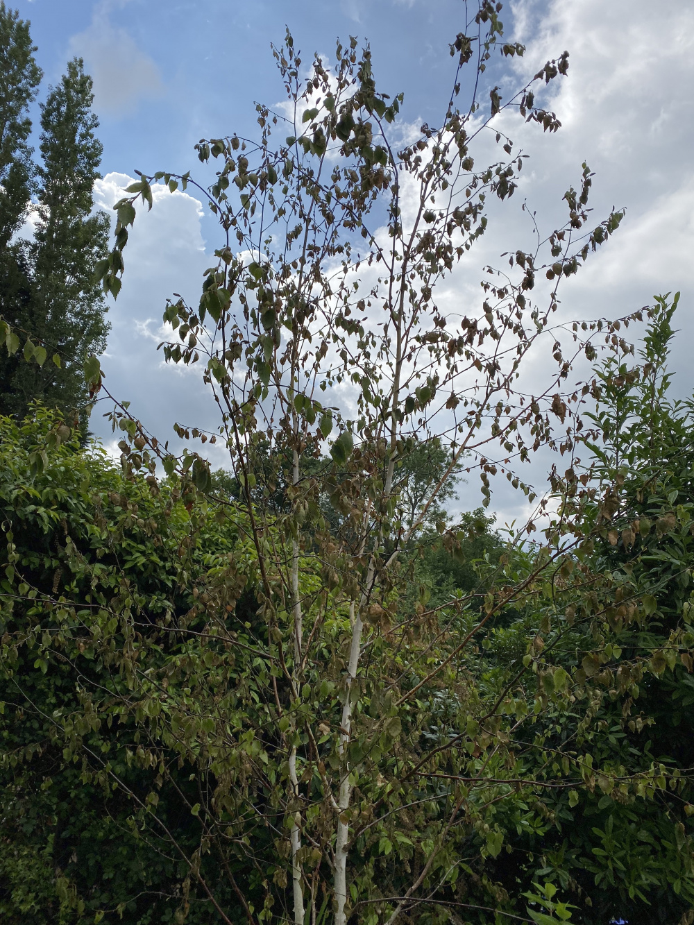 Silver Birch Tree Leaves Turning Brown Bbc Gardeners World Magazine