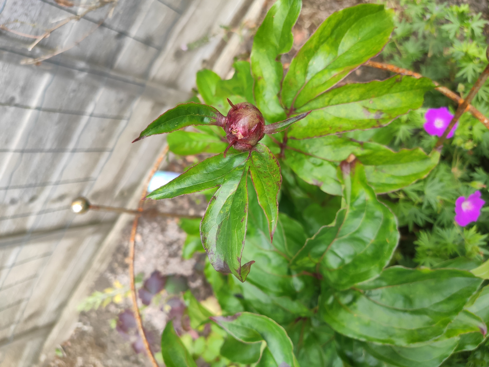 Peony not flowering — BBC Gardeners' World Magazine