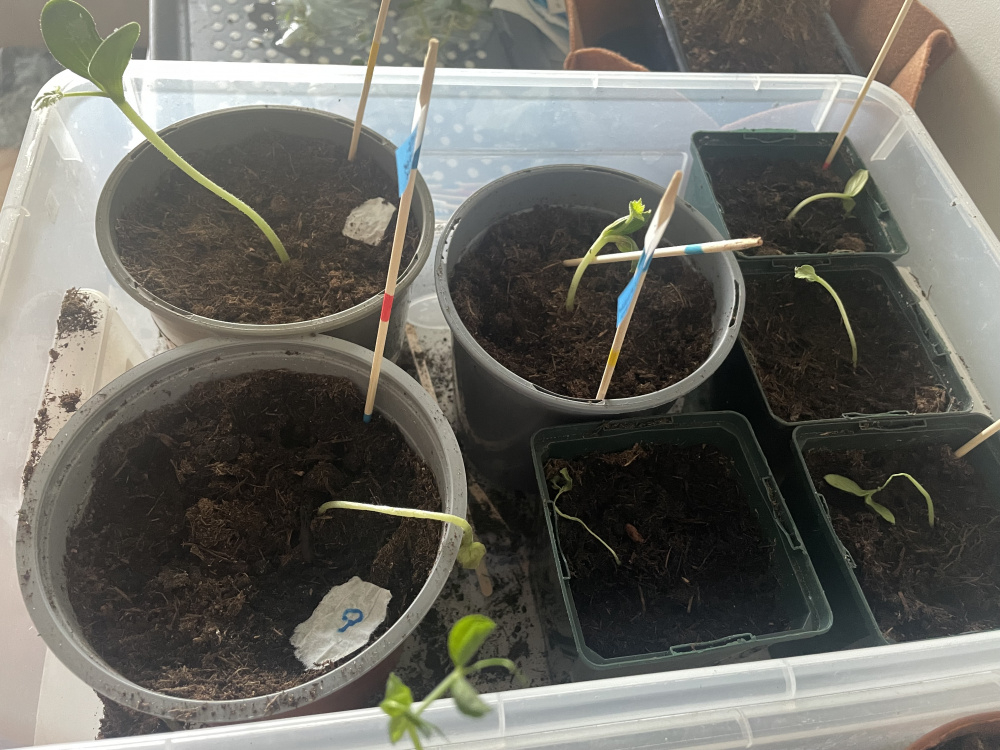 Seedlings dying after potting — BBC Gardeners' World Magazine