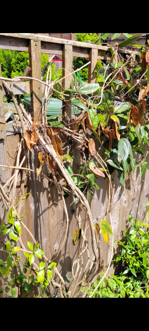 Clematis not growing and getting lots of brown leaves — BBC Gardeners