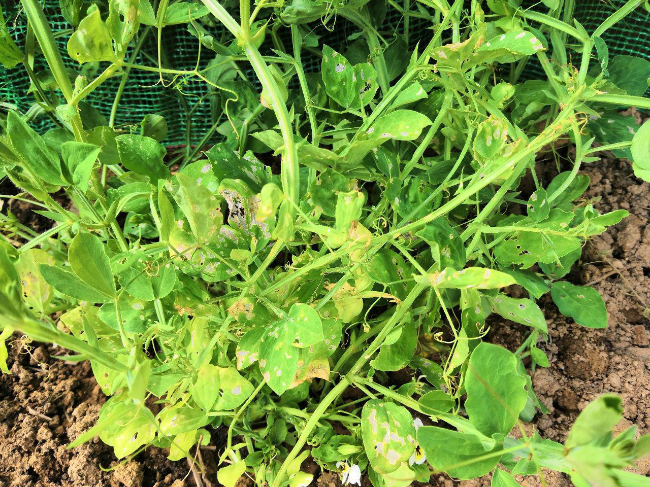 sweet peas not blooming/ Dying — BBC Gardeners' World Magazine