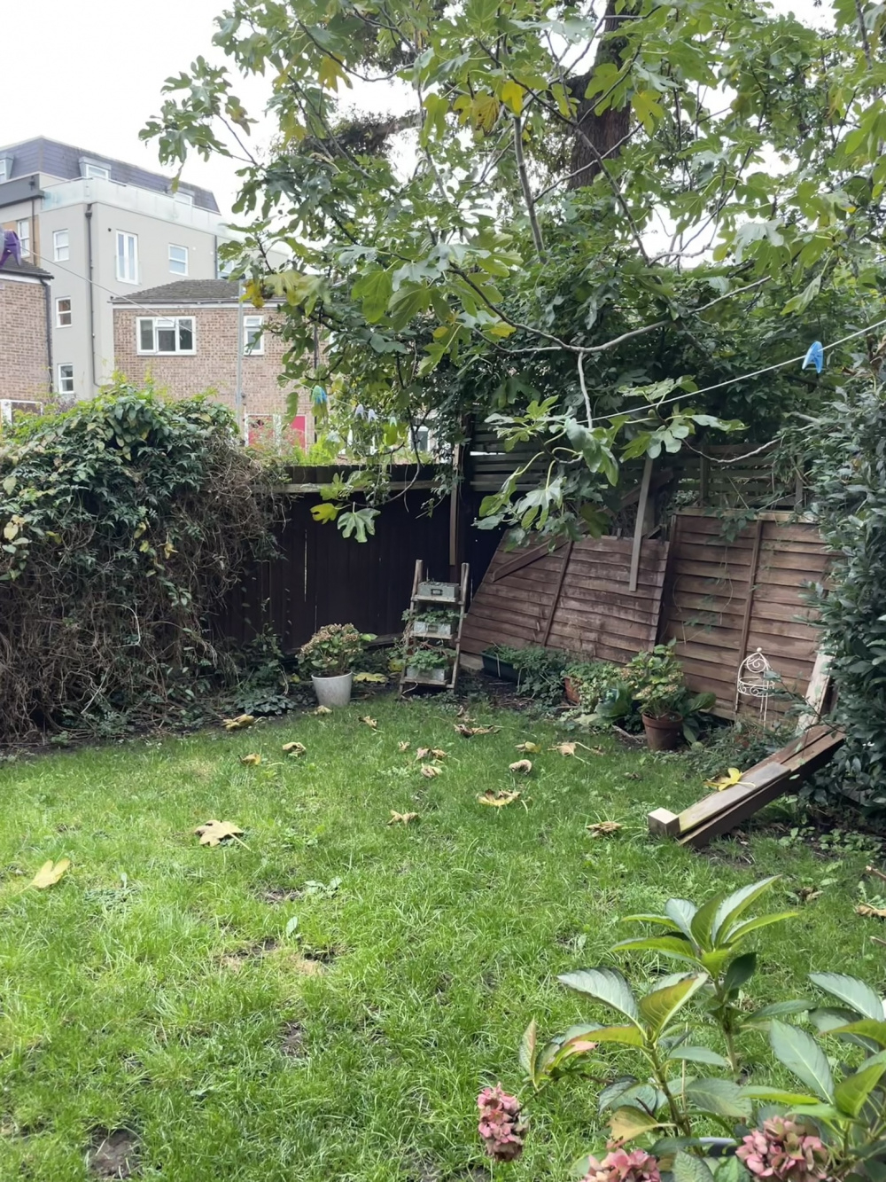 Sun mapping a southwest facing garden — BBC Gardeners' World Magazine