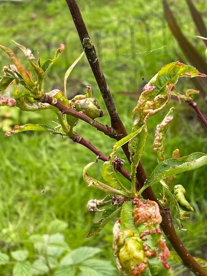 Asking for a friend, Nectarine problem. — BBC Gardeners' World Magazine