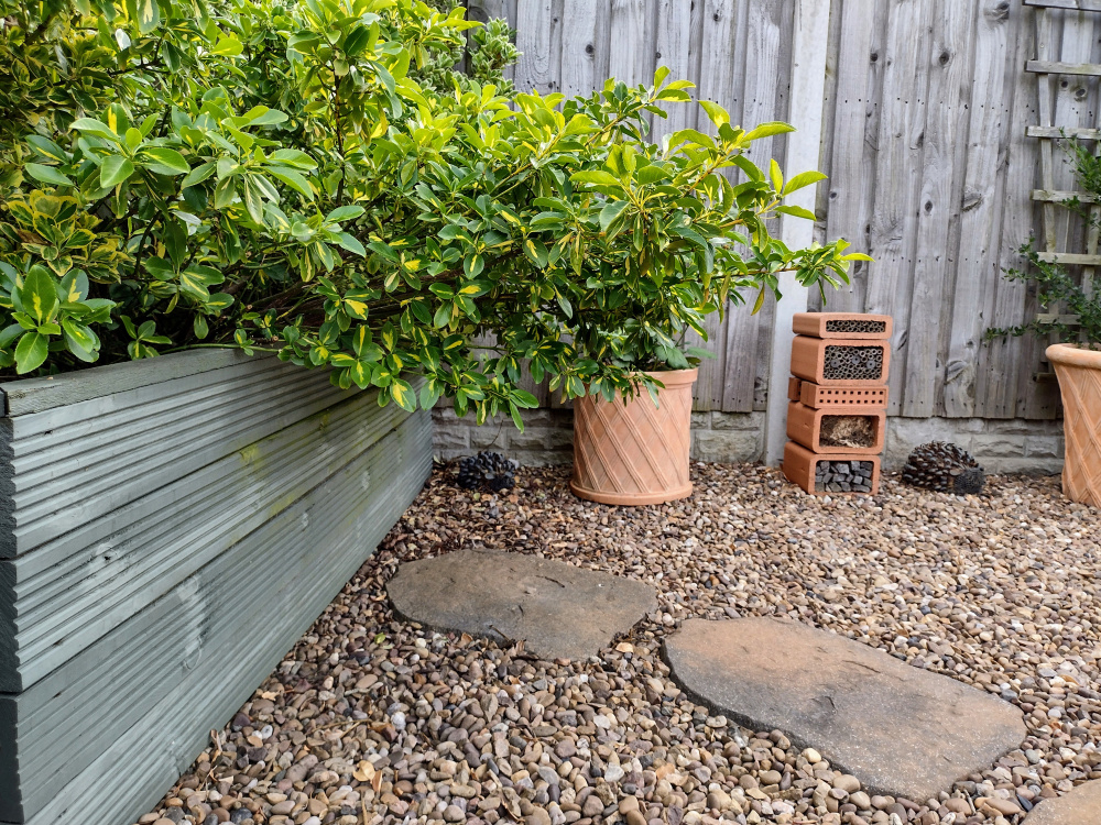 Pruning Euonymus — BBC Gardeners' World Magazine