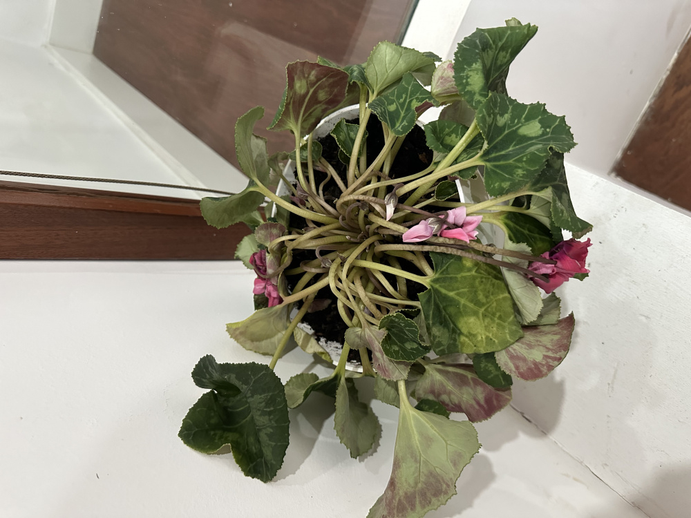 Why is my Cyclamen drooping like this? — BBC Gardeners' World Magazine