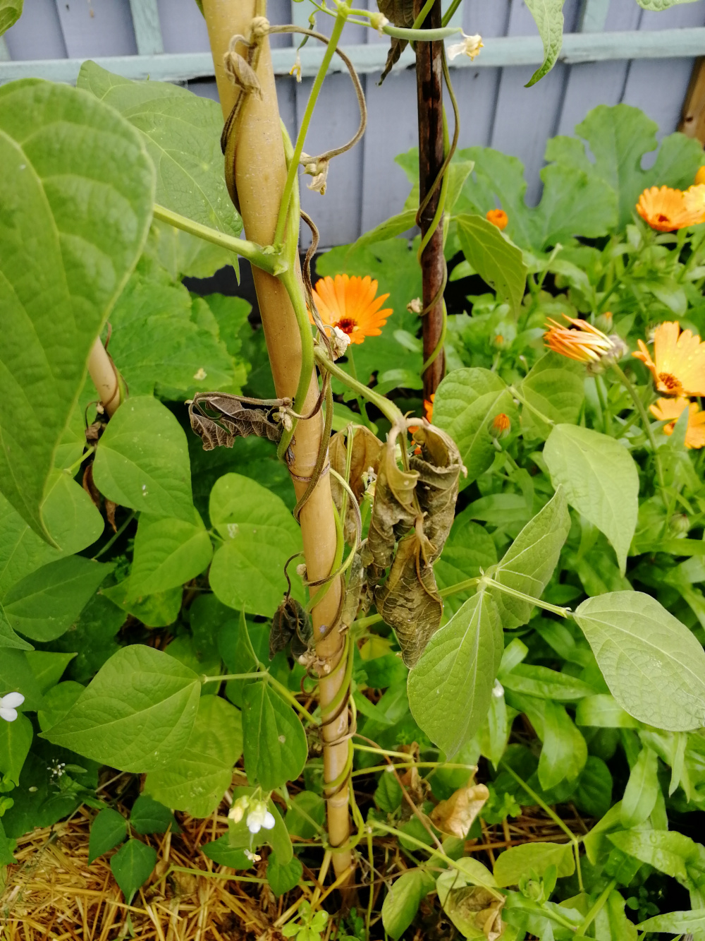 Climbimg beans dying — BBC Gardeners' World Magazine