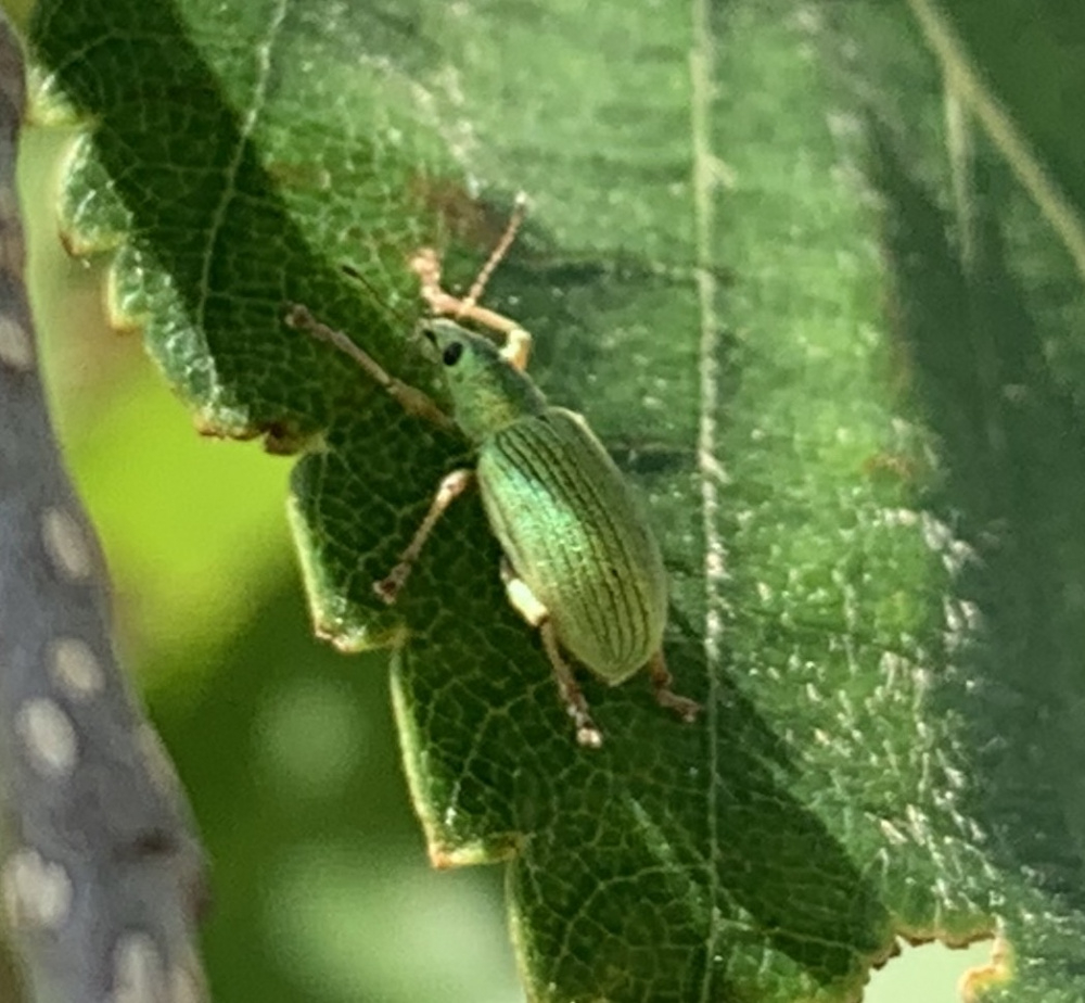 Silver Birch tree bugs — BBC Gardeners' World Magazine