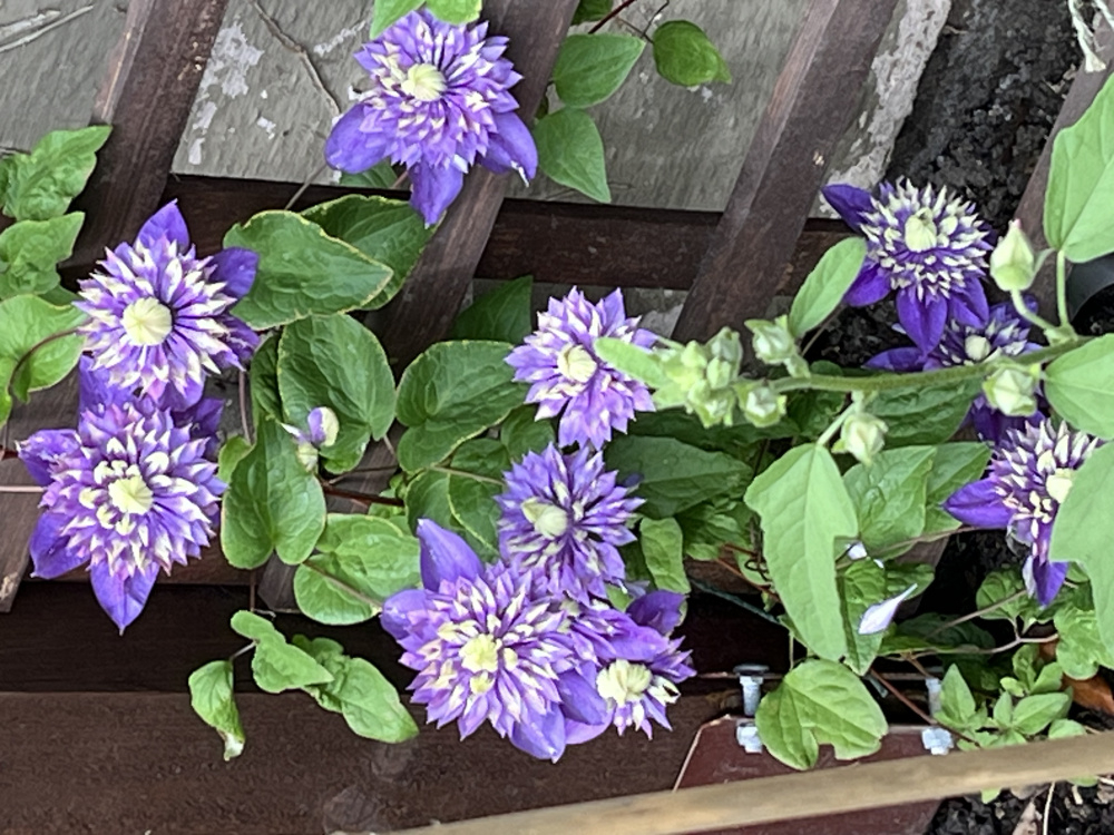 Young clematis dying😔 — BBC Gardeners' World Magazine