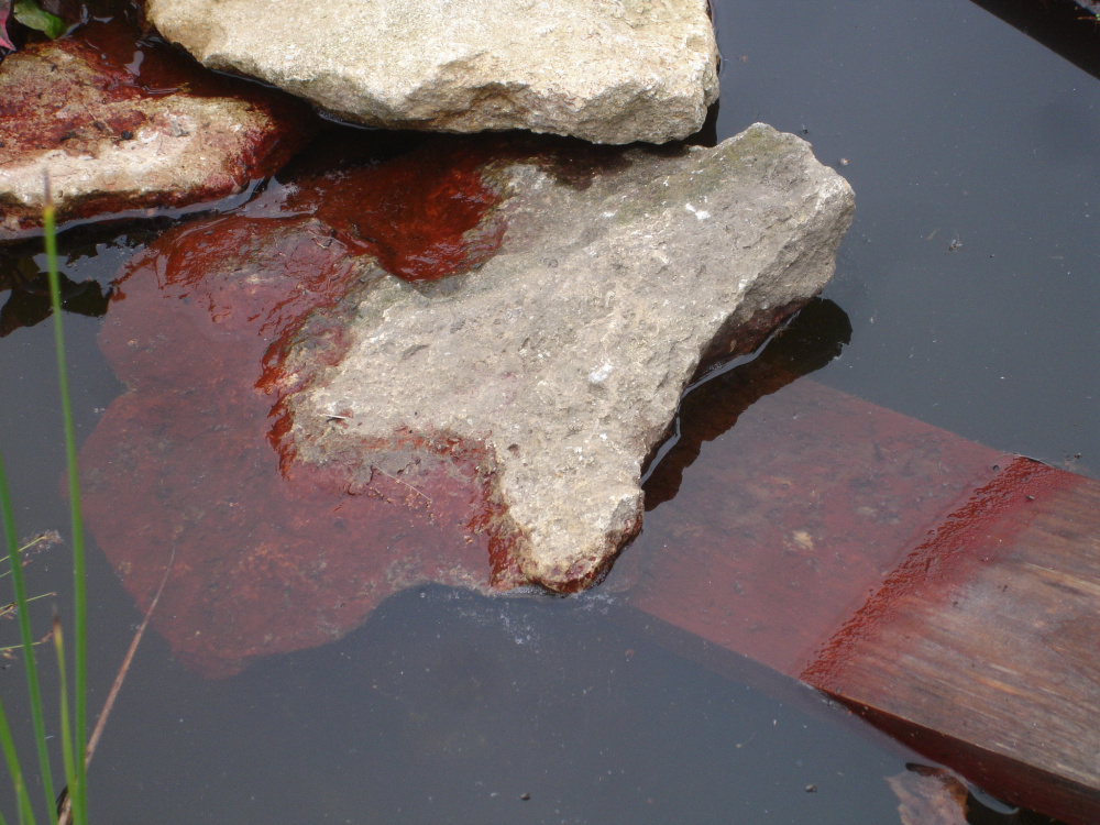 New Pond water color — BBC Gardeners' World Magazine