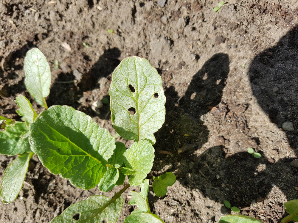 Holes in my Radish leaves — BBC Gardeners' World Magazine