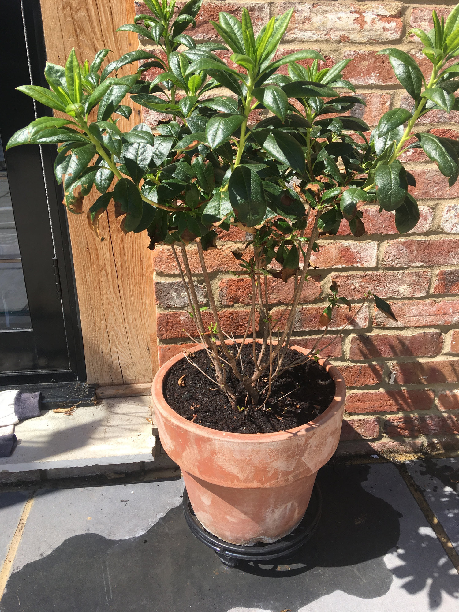 The Leaves on my azaleas are going brown — BBC Gardeners' World Magazine