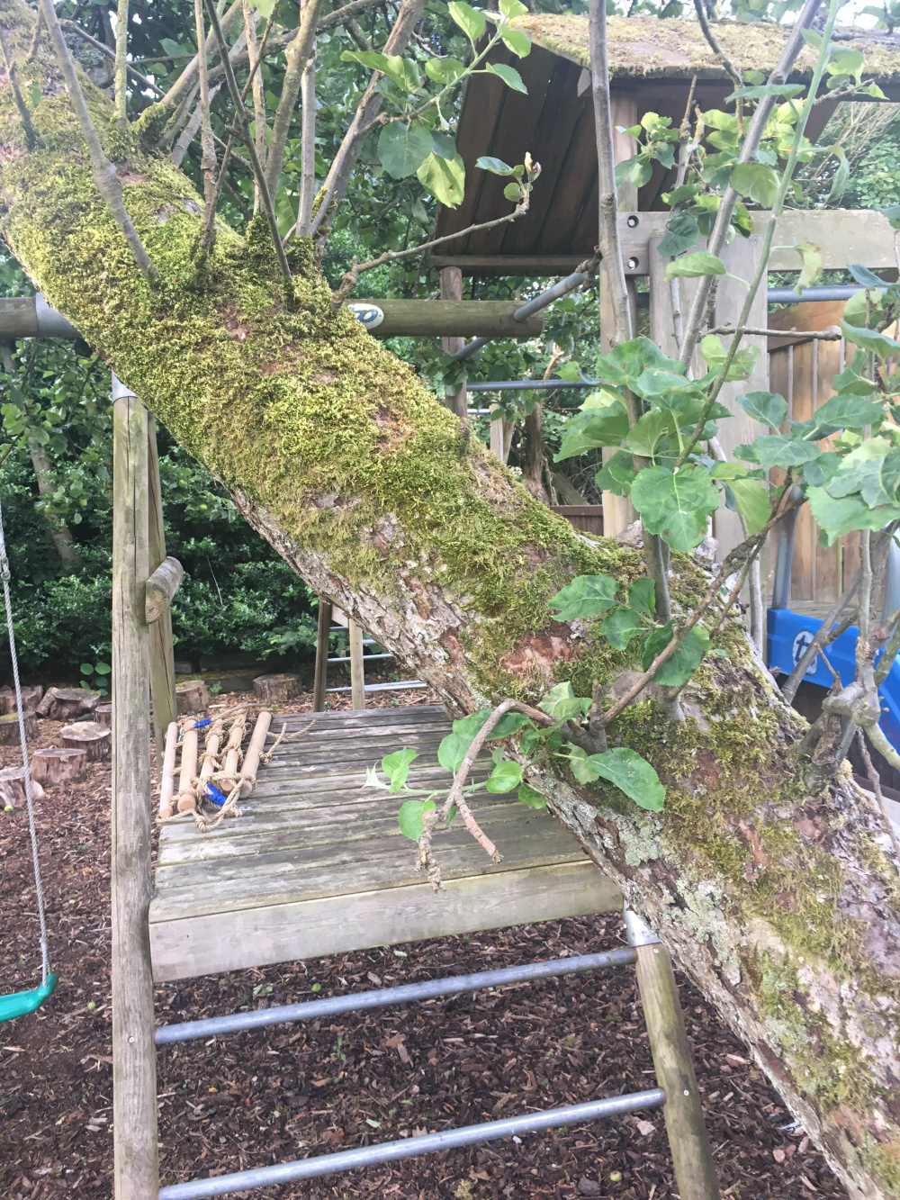 Apple Tree Health — BBC Gardeners' World Magazine