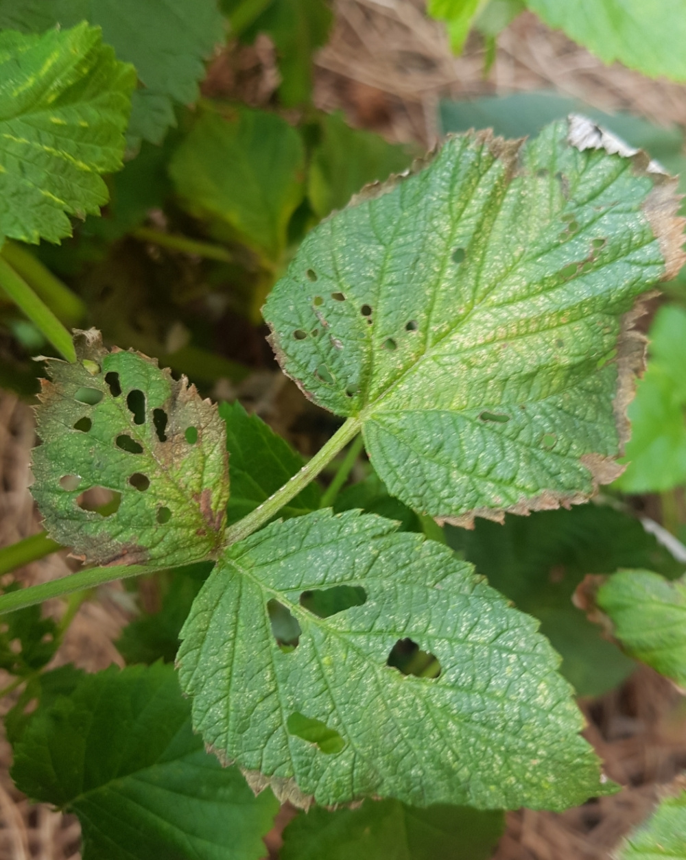 What Is This Raspberry Pest? — BBC Gardeners' World Magazine