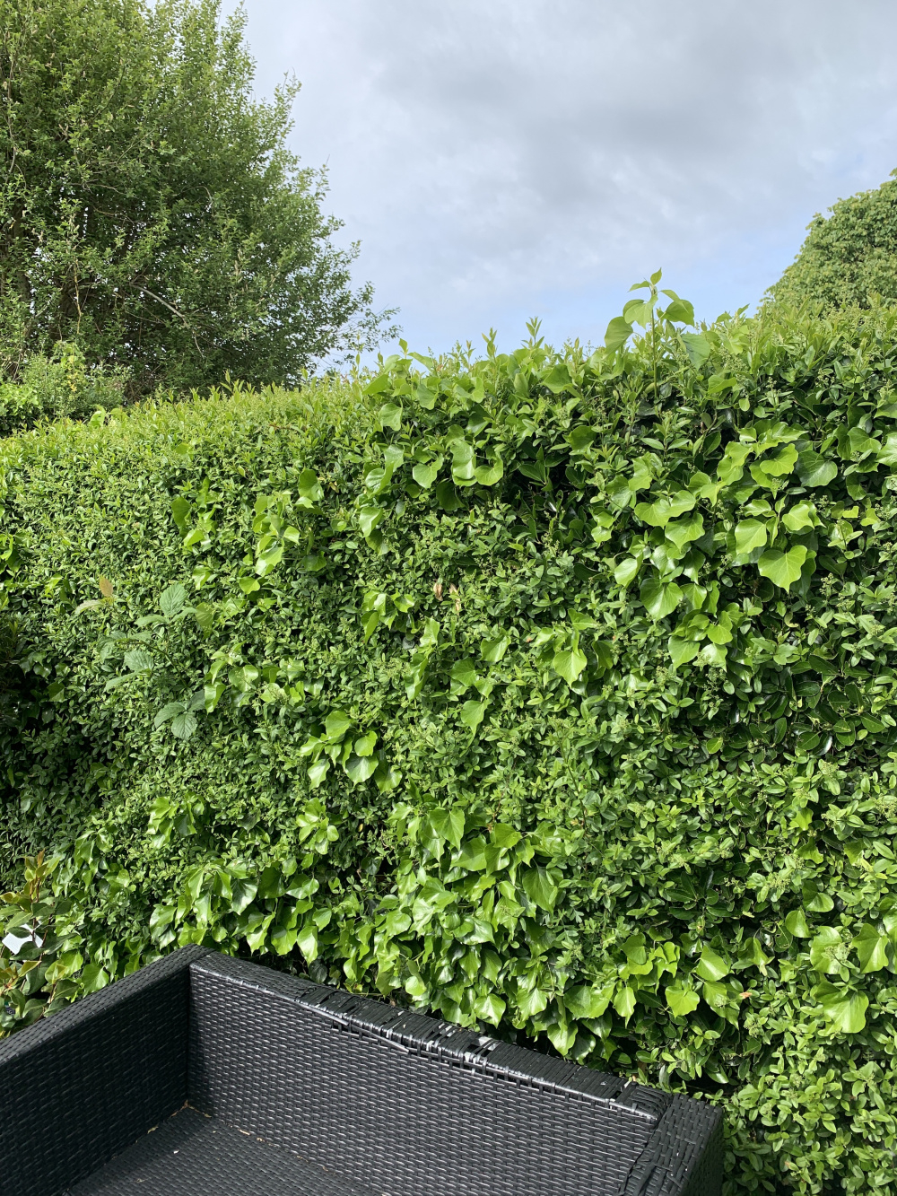 Is common ivy in my hedge a good thing, or a bad thing? — BBC Gardeners